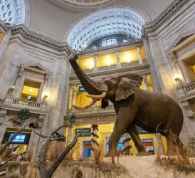 Conception de Musée