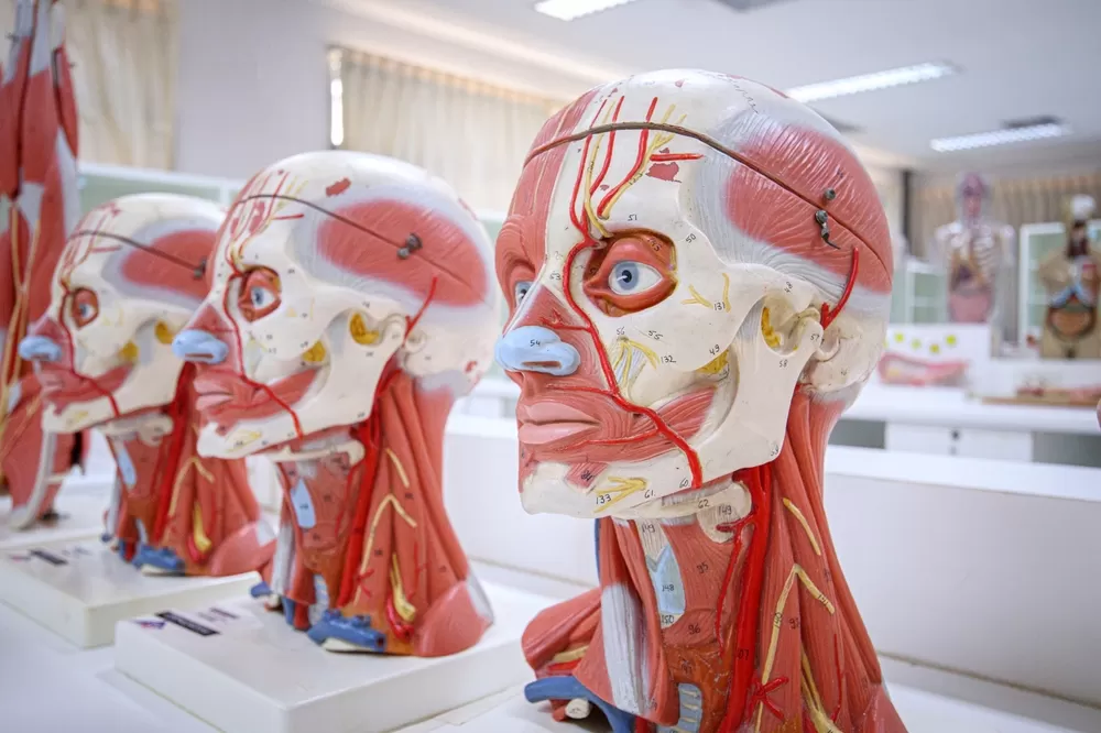 Impression 3d Dans L Education