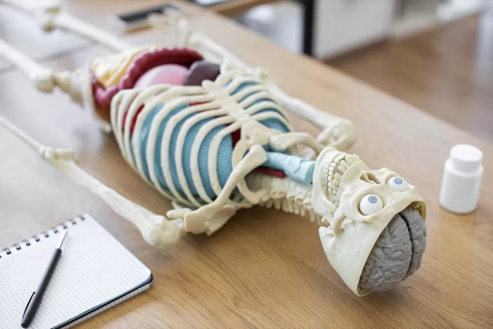 Impression 3d Secteur Medical